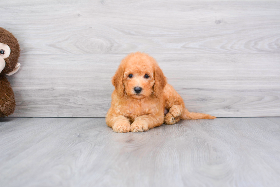 Playful Golden Retriever Poodle Mix Puppy