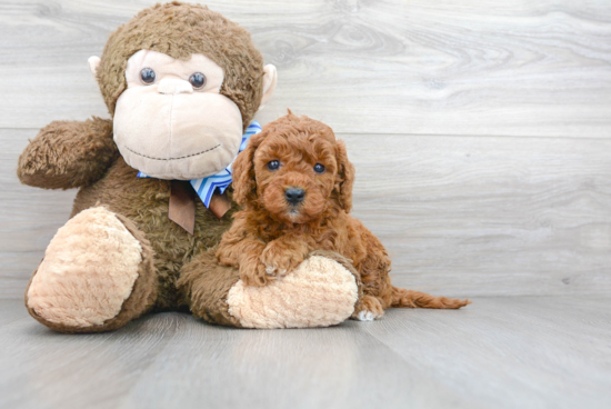 Playful Golden Retriever Poodle Mix Puppy