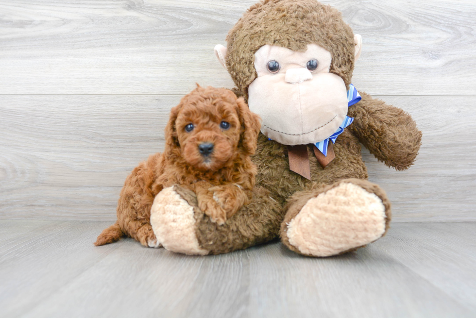 Best Mini Goldendoodle Baby