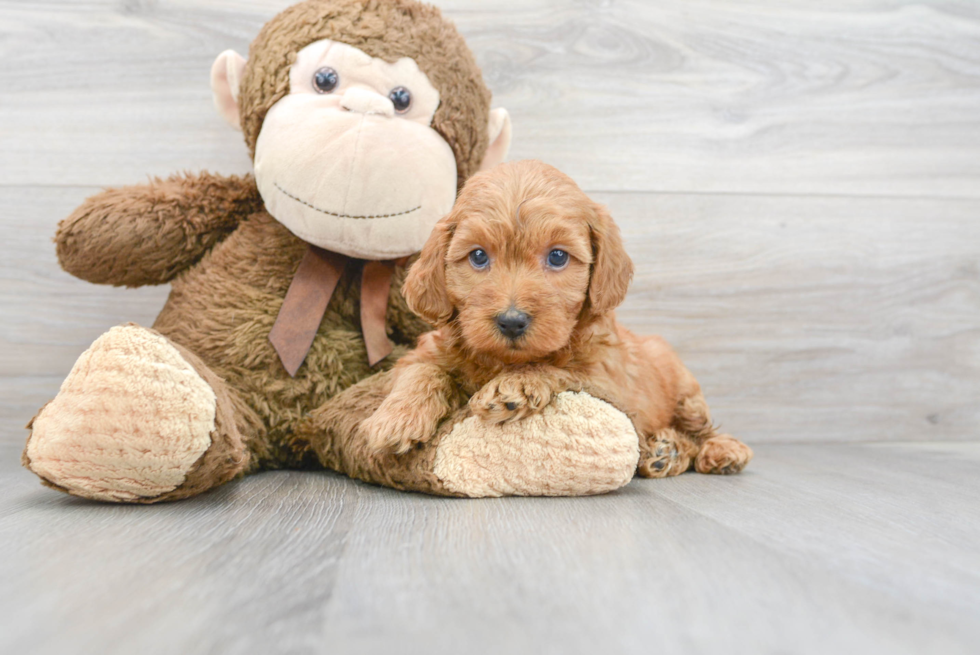 Popular Mini Goldendoodle Poodle Mix Pup