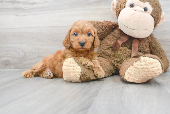 Adorable Golden Retriever Poodle Mix Puppy