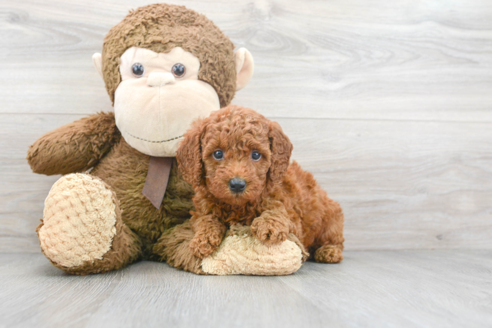 Funny Mini Goldendoodle Poodle Mix Pup