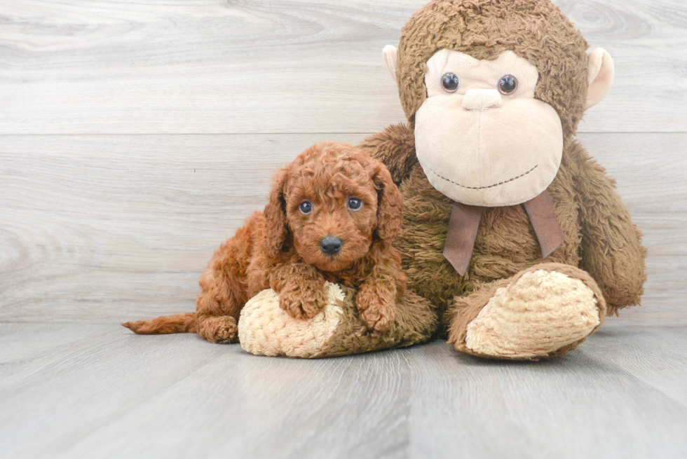 Best Mini Goldendoodle Baby