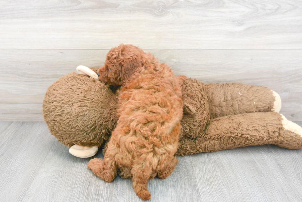 Adorable Golden Retriever Poodle Mix Puppy