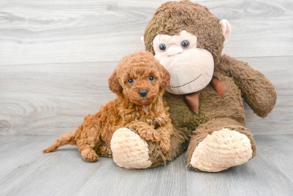 Popular Mini Goldendoodle Poodle Mix Pup