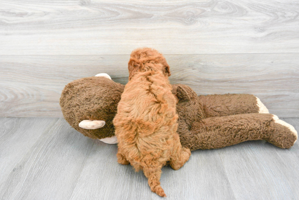 Mini Goldendoodle Pup Being Cute