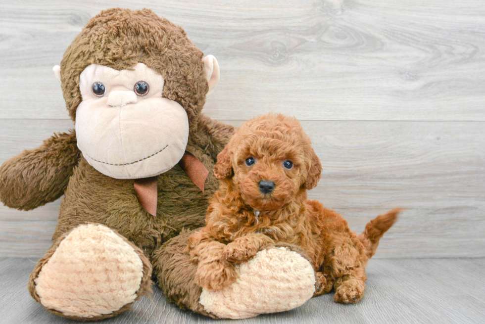 Mini Goldendoodle Pup Being Cute