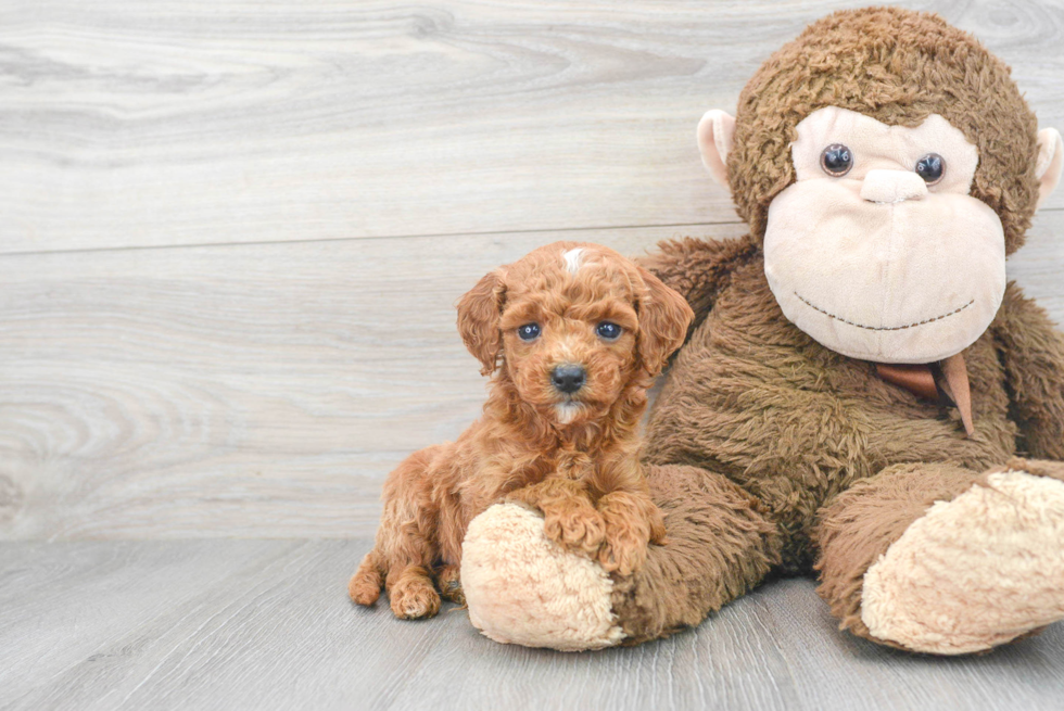 Mini Goldendoodle Puppy for Adoption