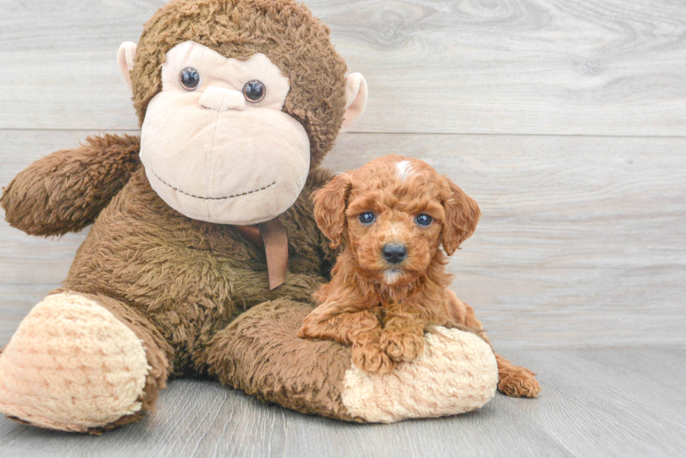 Sweet Mini Goldendoodle Baby