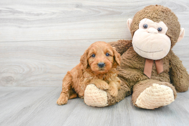 Mini Goldendoodle Pup Being Cute