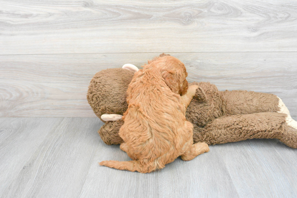 Friendly Mini Goldendoodle Baby