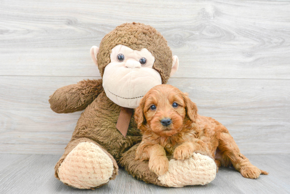 Mini Goldendoodle Pup Being Cute