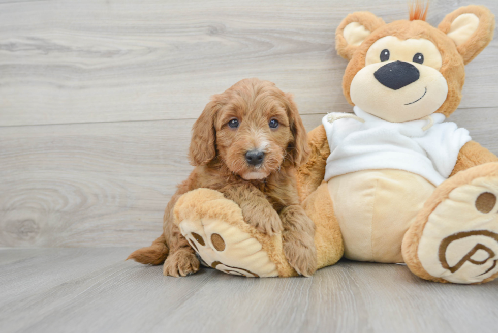 Cute Mini Goldendoodle Baby