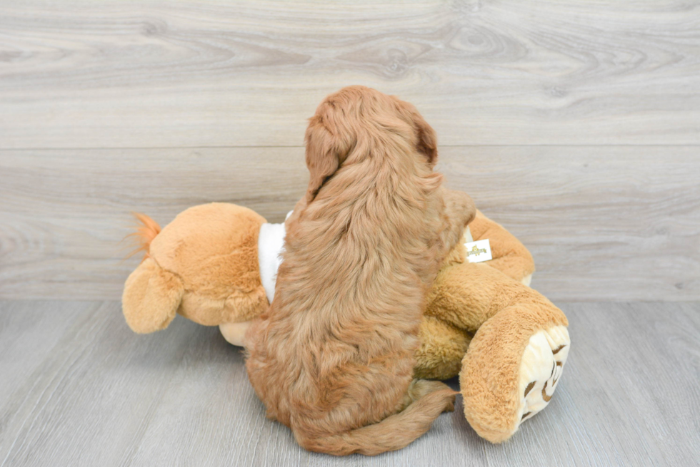 Petite Mini Goldendoodle Poodle Mix Pup