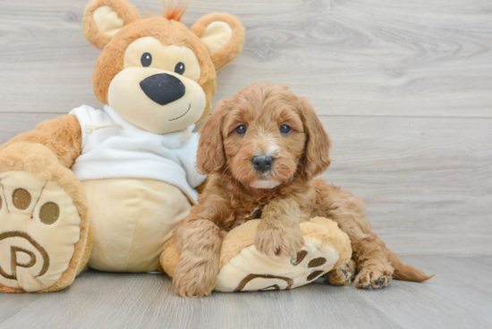 Mini Goldendoodle Puppy for Adoption