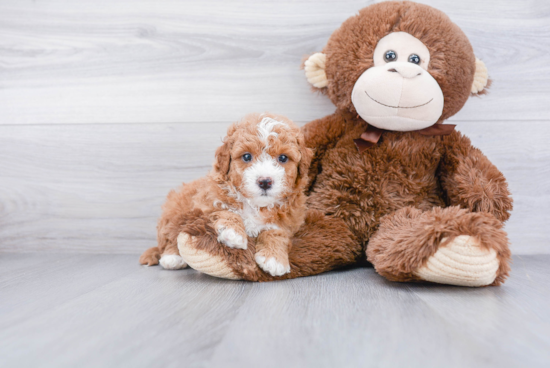 Mini Goldendoodle Puppy for Adoption