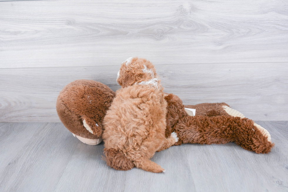 Friendly Mini Goldendoodle Baby