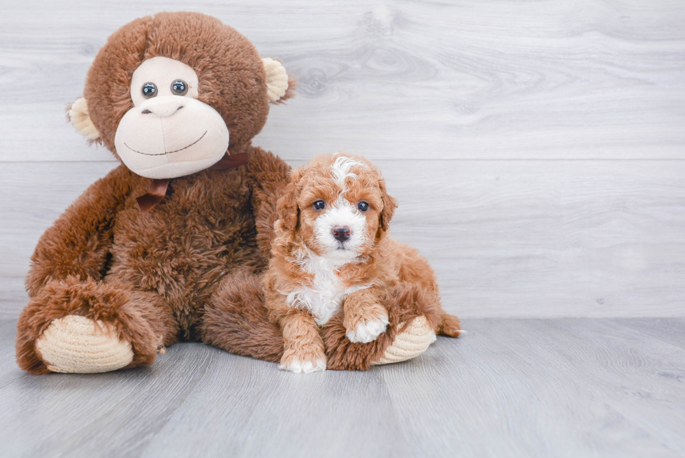 Best Mini Goldendoodle Baby