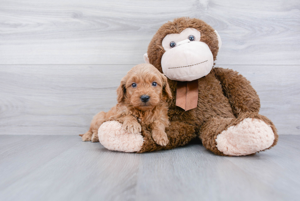 Mini Goldendoodle Pup Being Cute