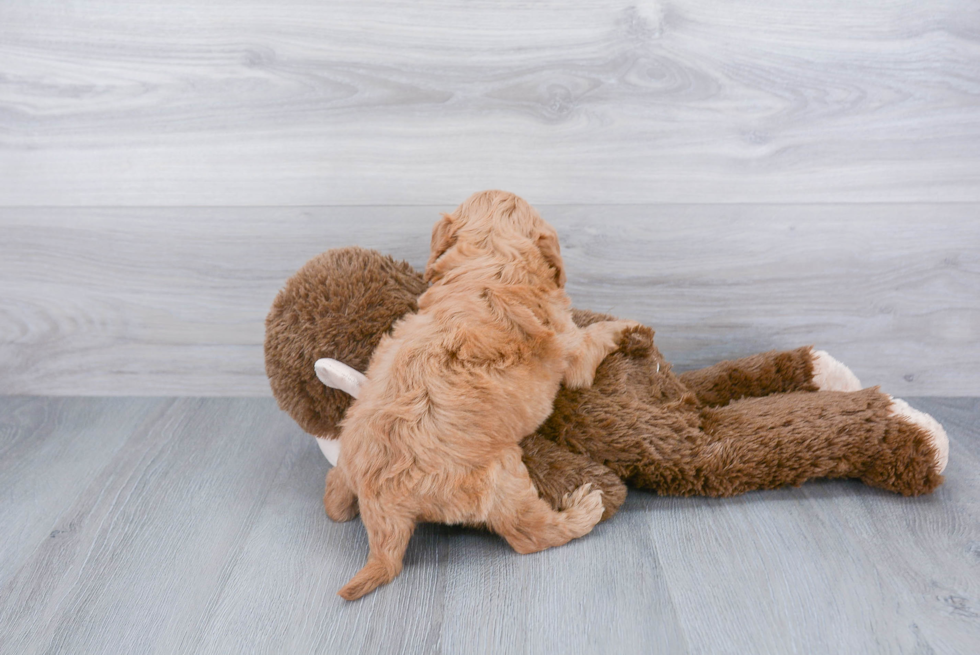 Best Mini Goldendoodle Baby