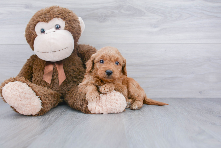 Sweet Mini Goldendoodle Baby