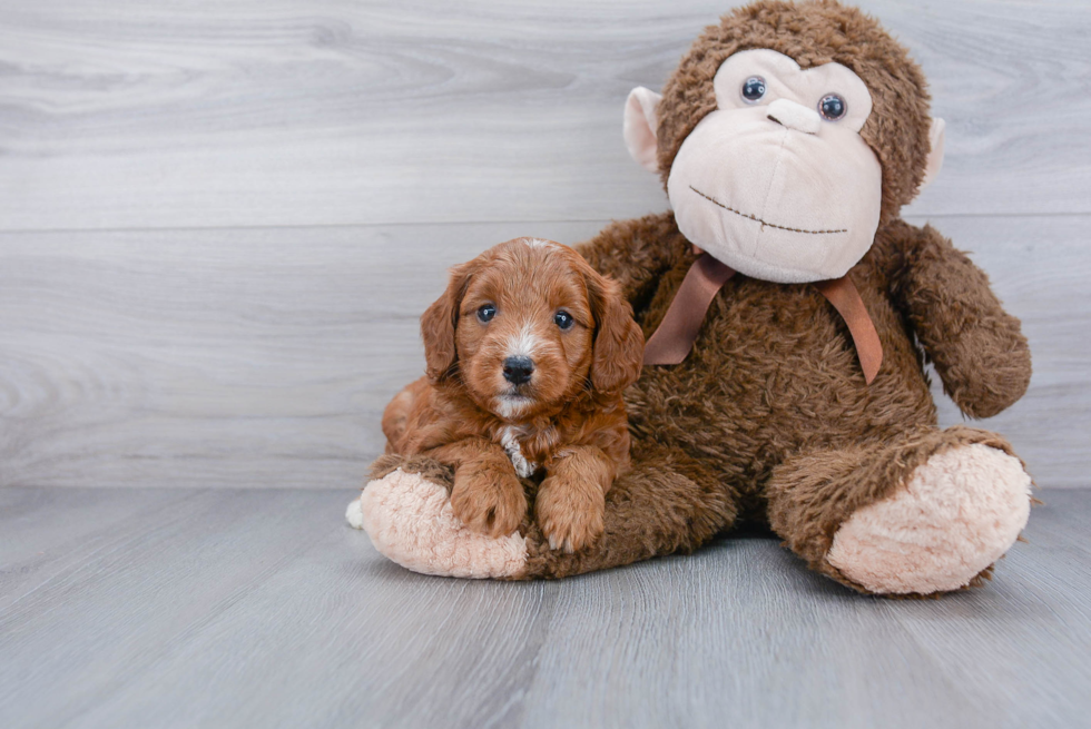 Mini Goldendoodle Pup Being Cute