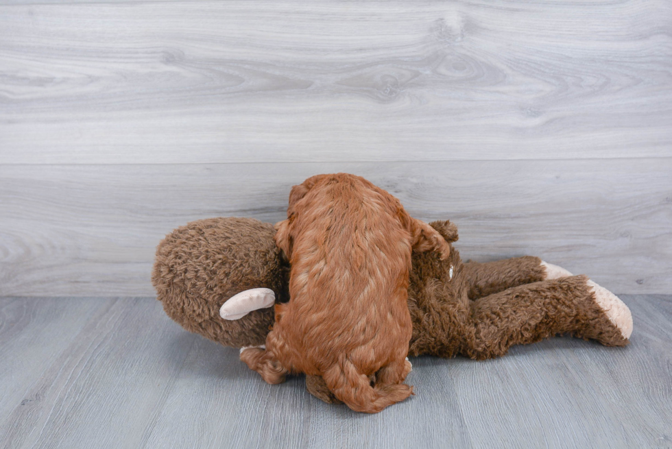 Mini Goldendoodle Pup Being Cute