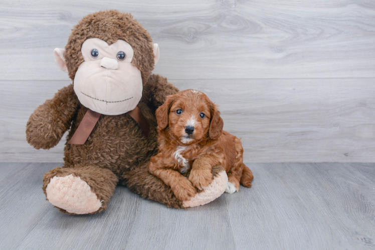 Mini Goldendoodle Pup Being Cute