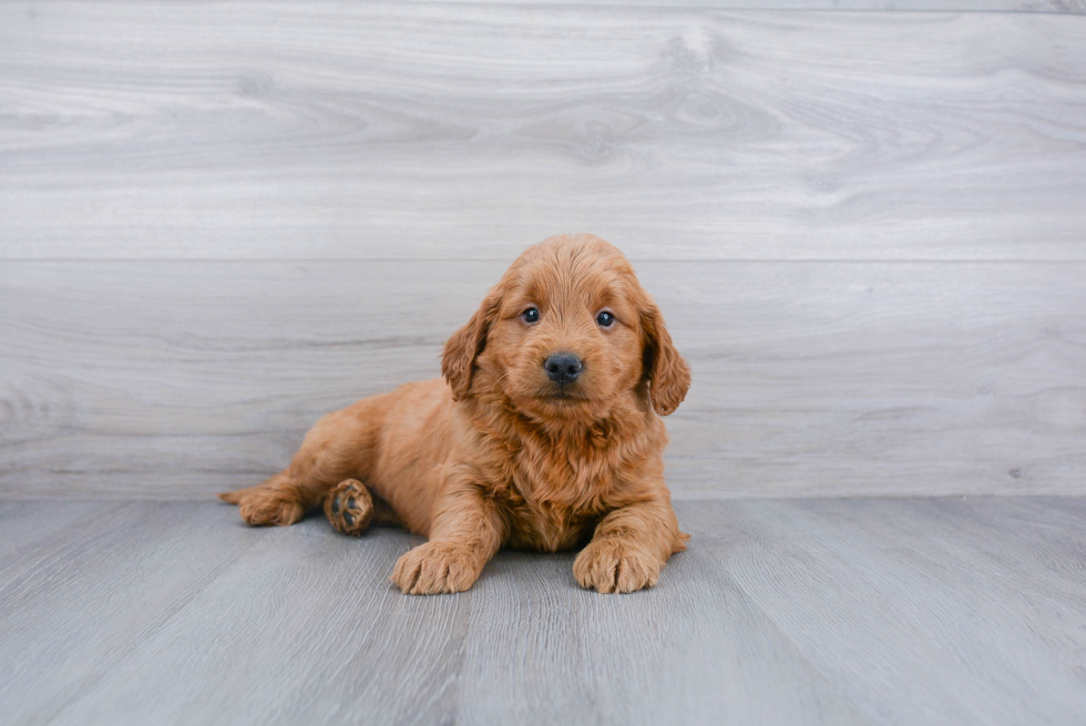 Little Golden Retriever Poodle Mix Puppy