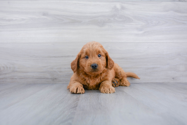 Friendly Mini Goldendoodle Baby