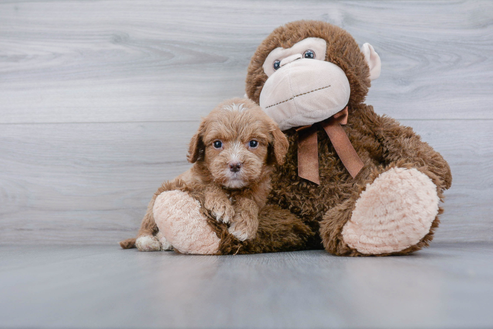 Smart Mini Goldendoodle Poodle Mix Pup