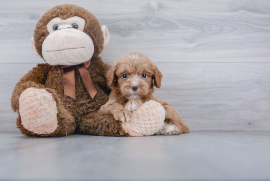 Mini Goldendoodle Puppy for Adoption