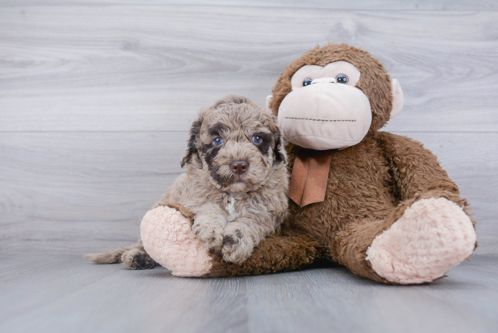 Adorable Golden Retriever Poodle Mix Puppy