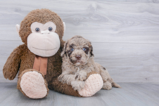 Mini Goldendoodle Puppy for Adoption