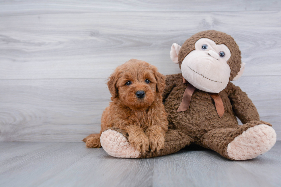 Friendly Mini Goldendoodle Baby