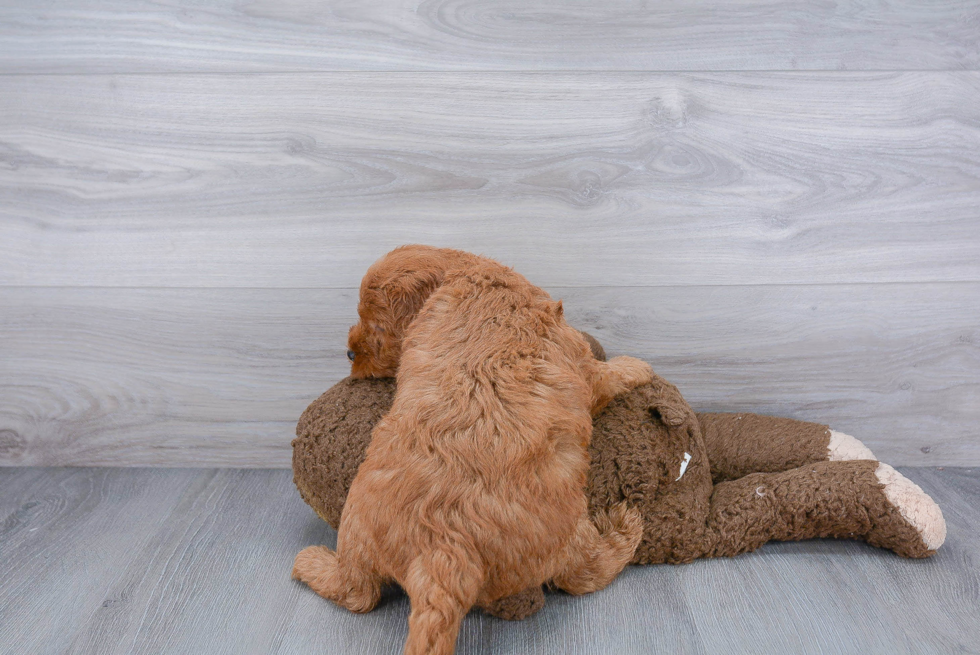 Friendly Mini Goldendoodle Baby