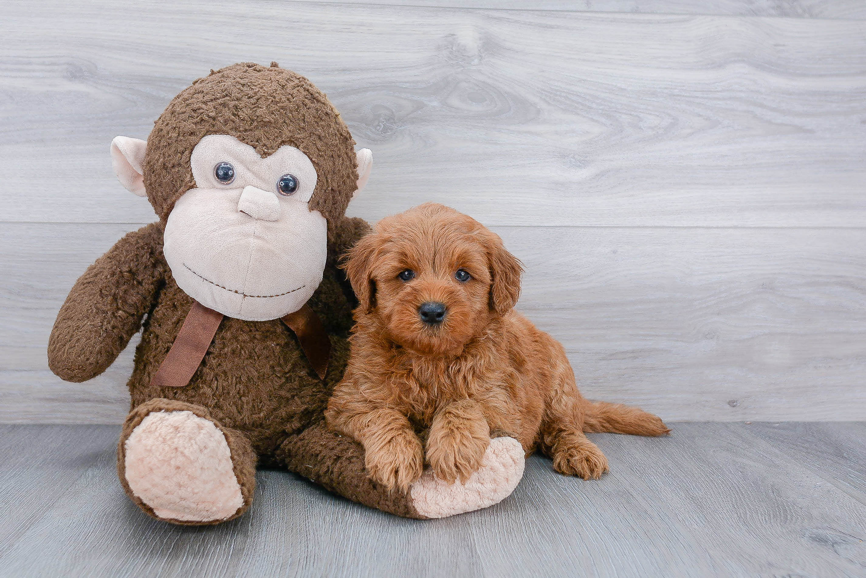 Energetic Golden Retriever Poodle Mix Puppy