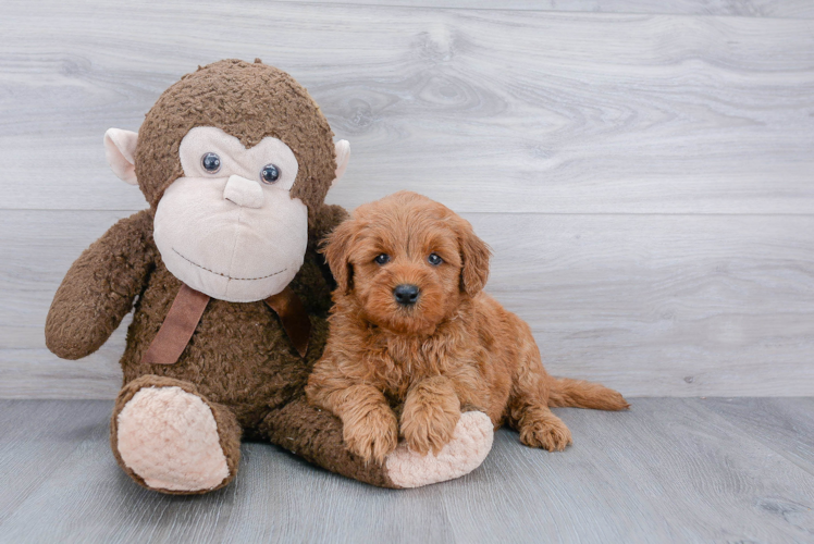 Energetic Golden Retriever Poodle Mix Puppy