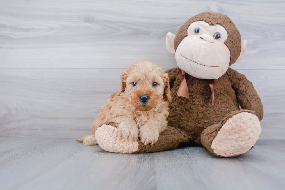 Mini Goldendoodle Pup Being Cute