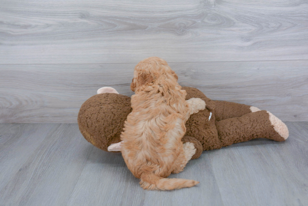 Playful Golden Retriever Poodle Mix Puppy