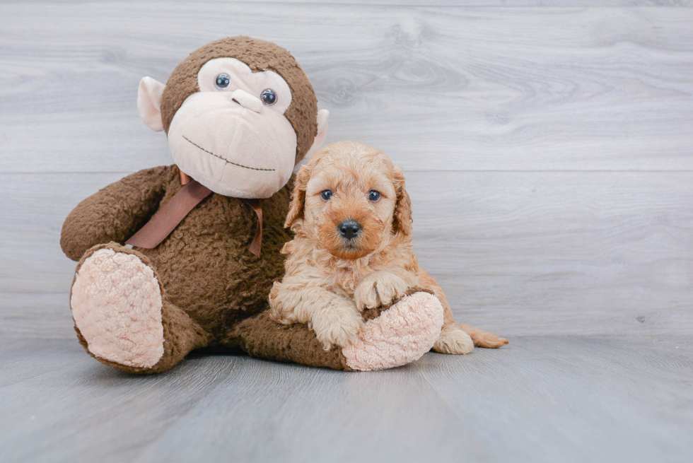 Fluffy Mini Goldendoodle Poodle Mix Pup