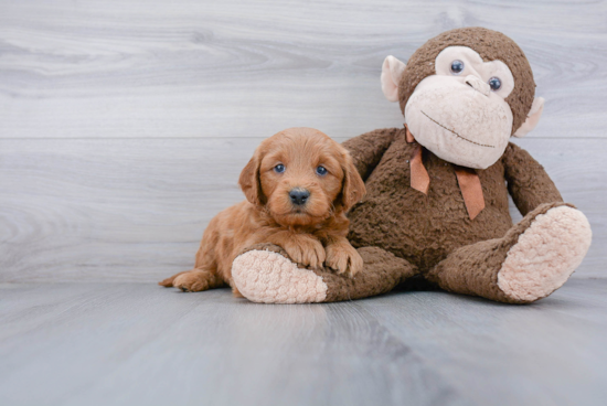 Mini Goldendoodle Puppy for Adoption