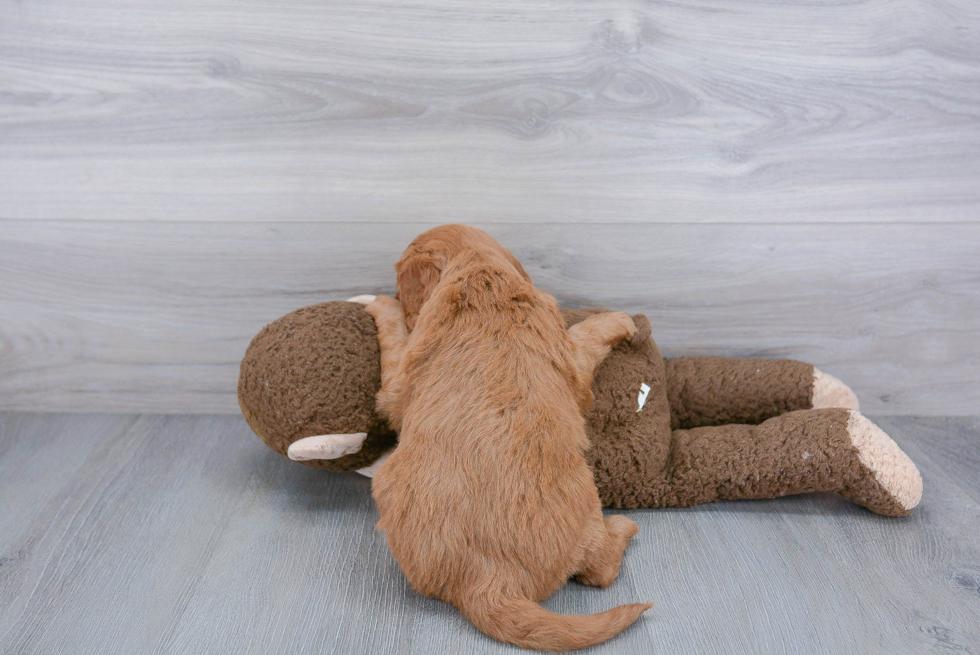 Popular Mini Goldendoodle Poodle Mix Pup