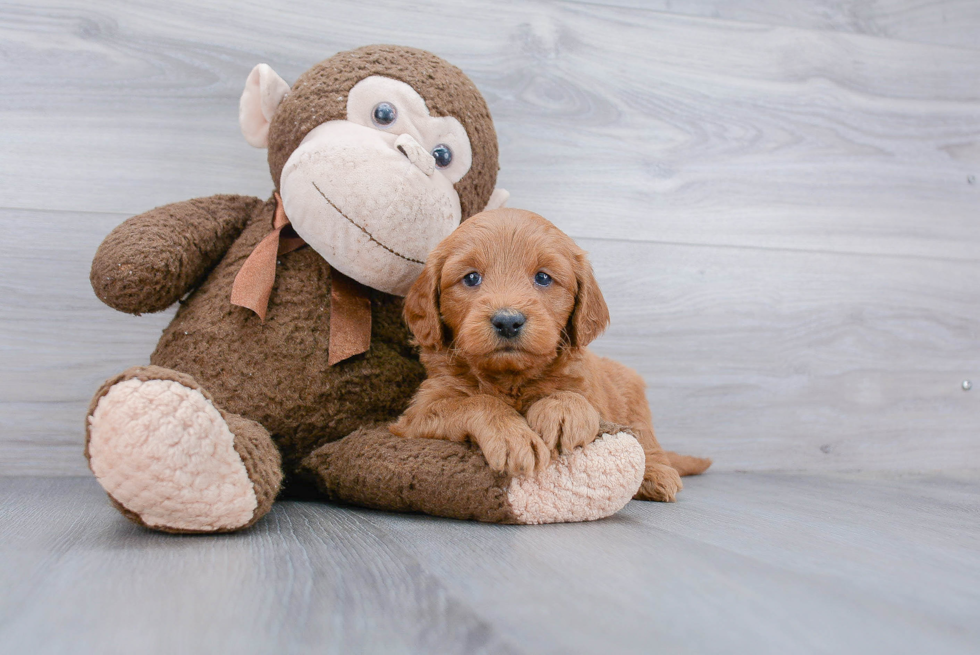 Playful Golden Retriever Poodle Mix Puppy