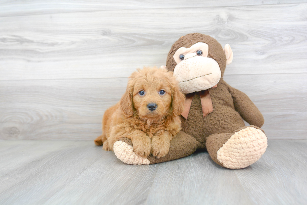 Cute Mini Goldendoodle Baby