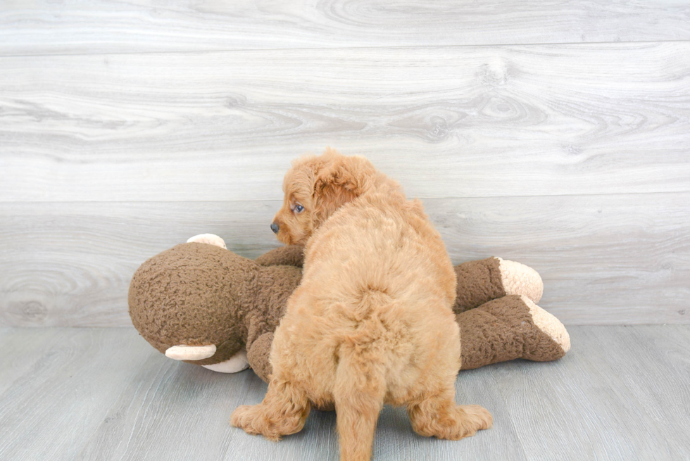 Petite Mini Goldendoodle Poodle Mix Pup