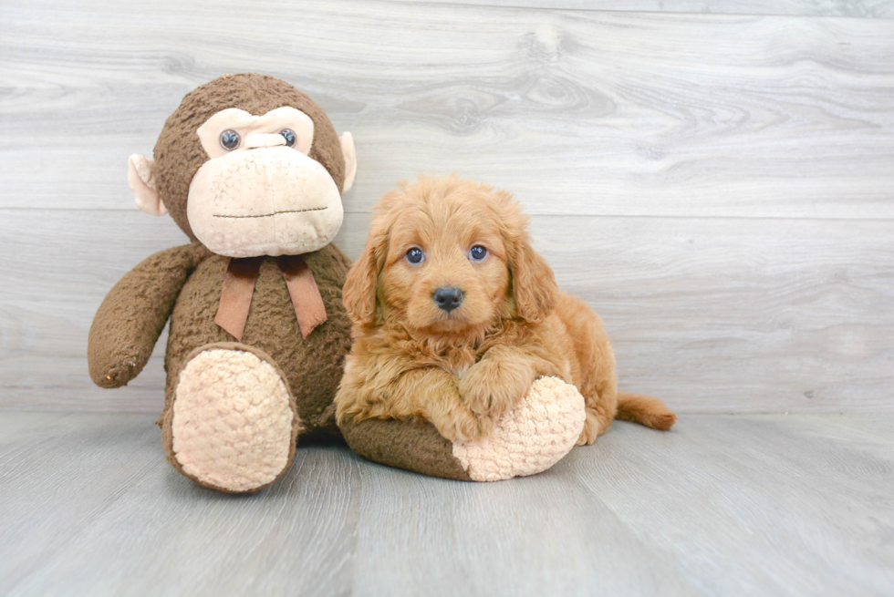 Best Mini Goldendoodle Baby