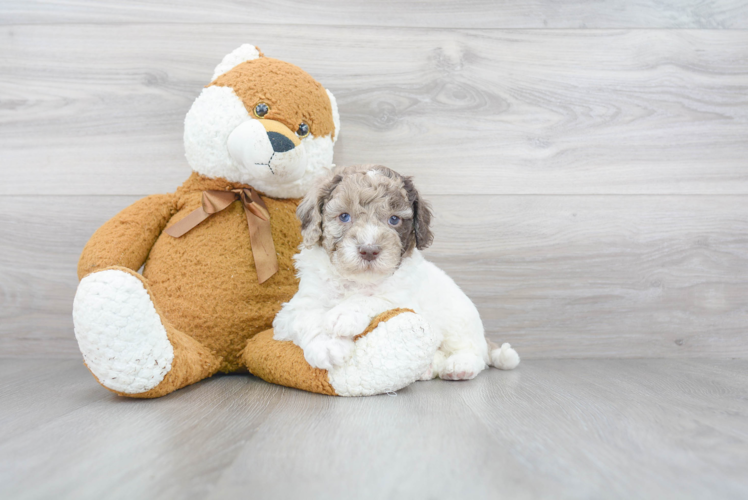 Mini Goldendoodle Pup Being Cute