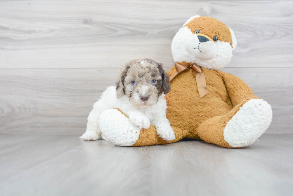 Mini Goldendoodle Puppy for Adoption