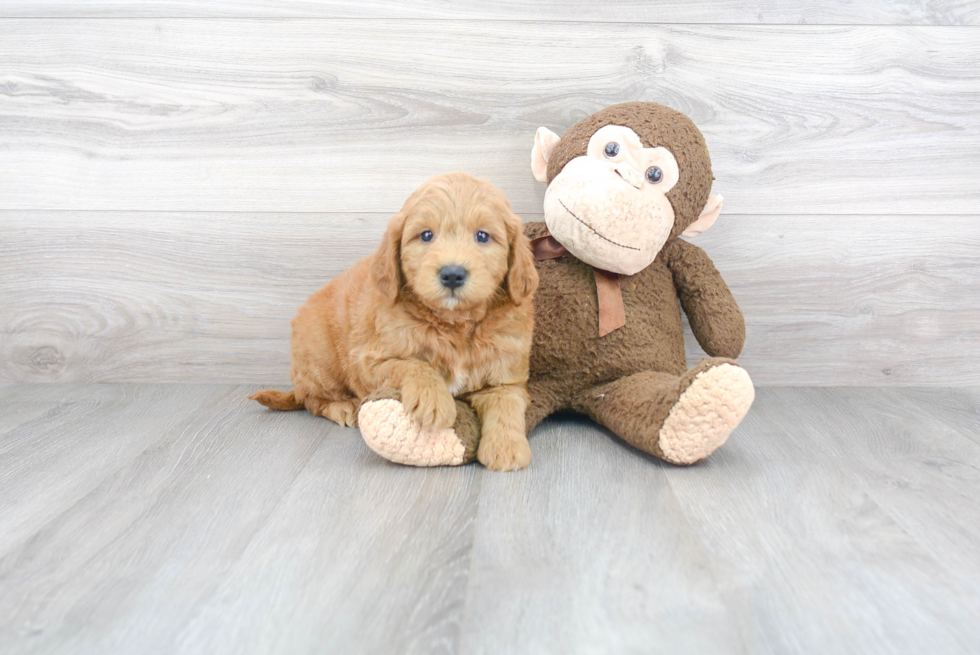 Best Mini Goldendoodle Baby